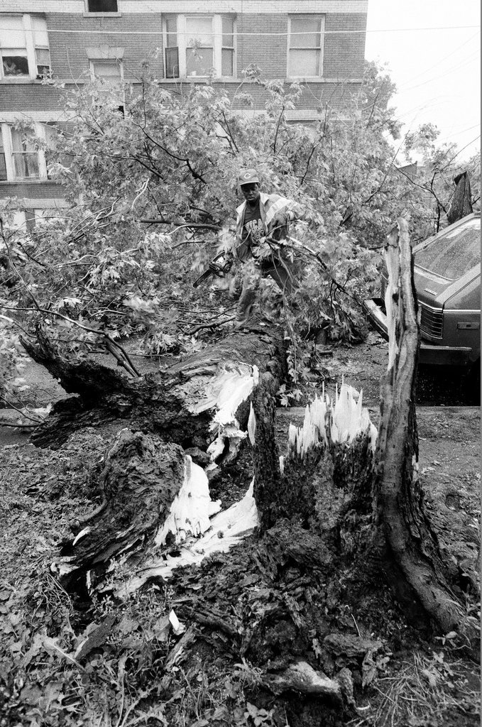 Fallen tree in Uptown - Chicago Sun-Times
