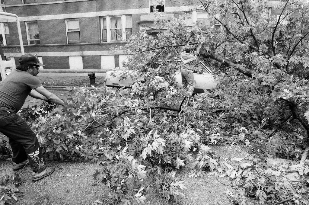 Fallen tree in Uptown - Chicago Sun-Times