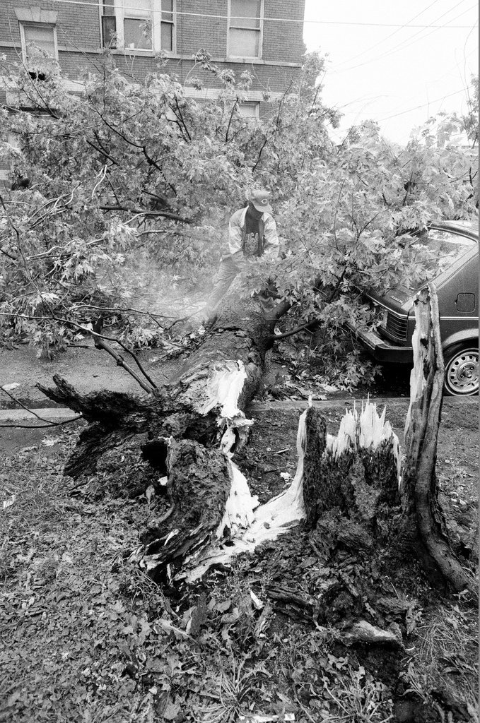 Fallen tree in Uptown - Chicago Sun-Times