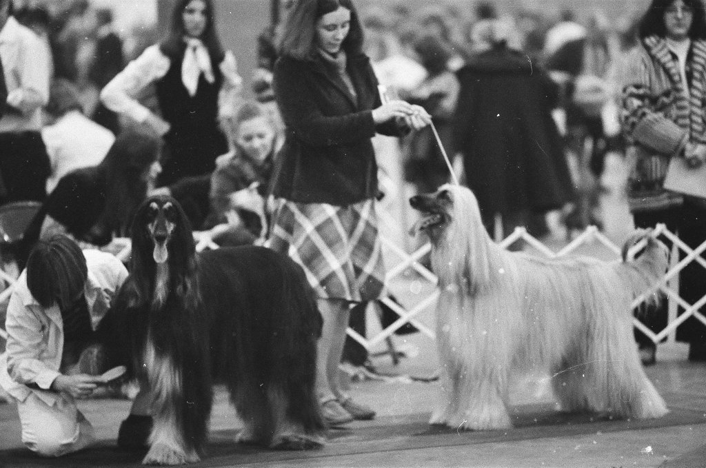 Dogs are evaluated at the 6th Annual Fall Dog Show - Chicago Sun-Times