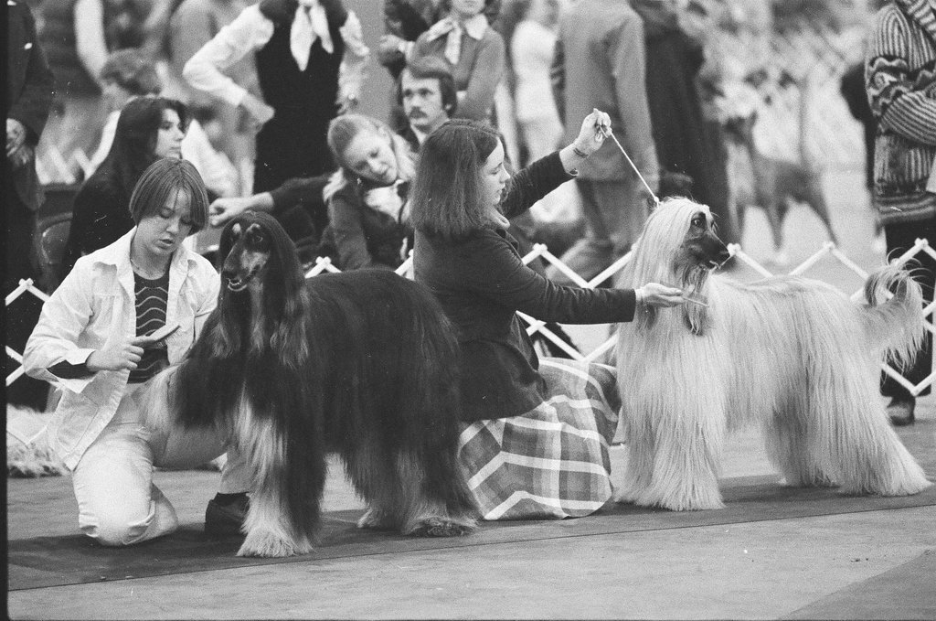 Dogs are evaluated at the 6th Annual Fall Dog Show - Chicago Sun-Times