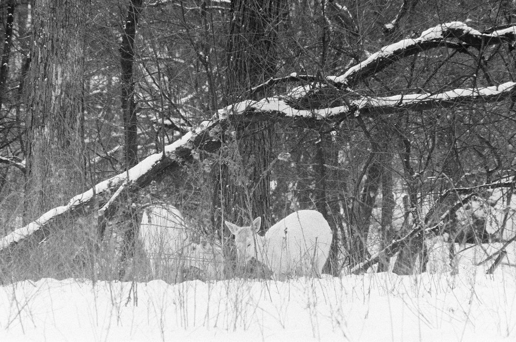 White deer at Argonne National Laboratory - Gene Pesek for Chicago Sun-Times