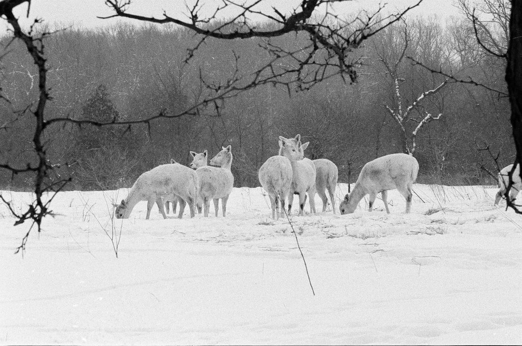 White deer at Argonne National Laboratory - Gene Pesek for Chicago Sun-Times