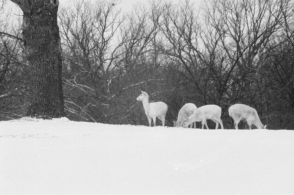 White deer at Argonne National Laboratory - Gene Pesek for Chicago Sun-Times
