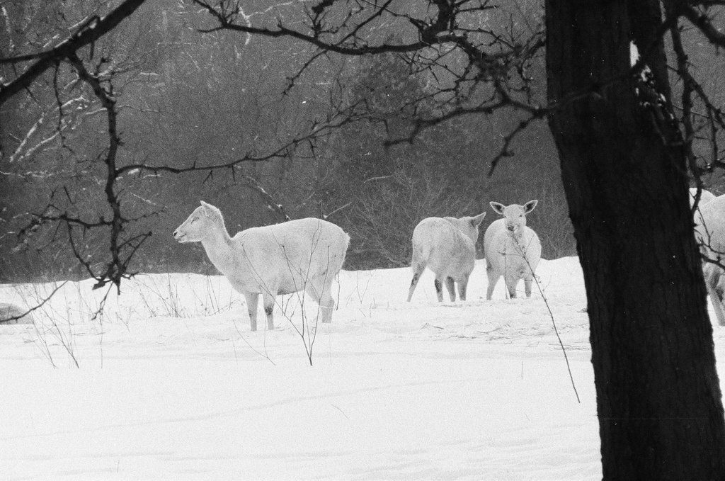 White deer at Argonne National Laboratory - Gene Pesek for Chicago Sun-Times
