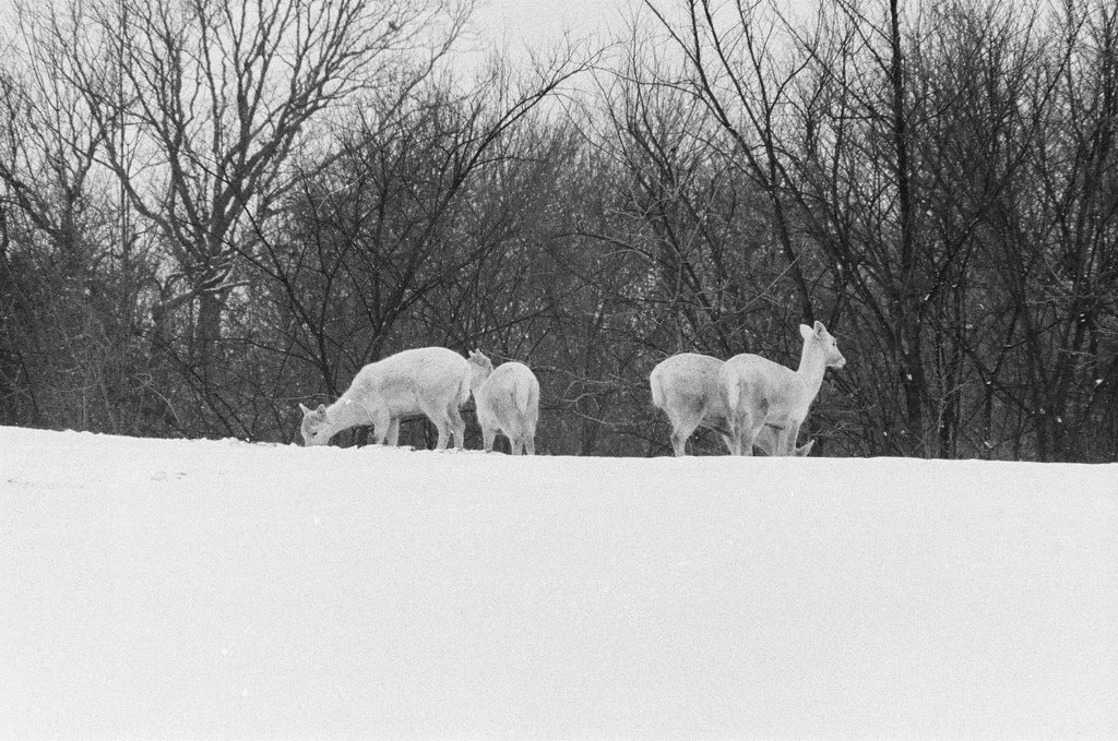 White deer at Argonne National Laboratory - Gene Pesek for Chicago Sun-Times