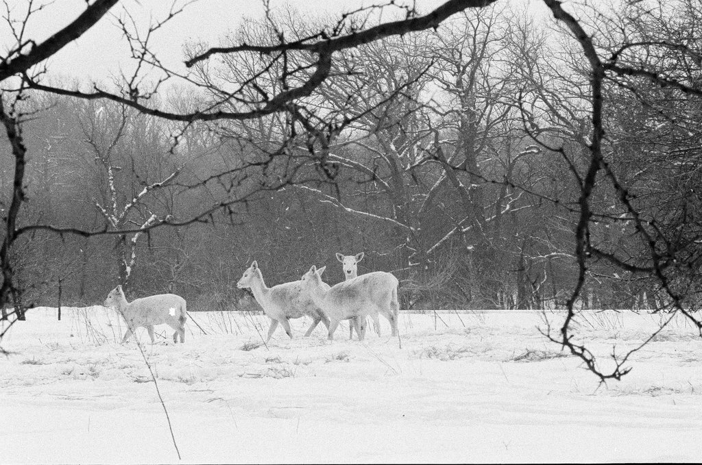 White deer at Argonne National Laboratory - Gene Pesek for Chicago Sun-Times