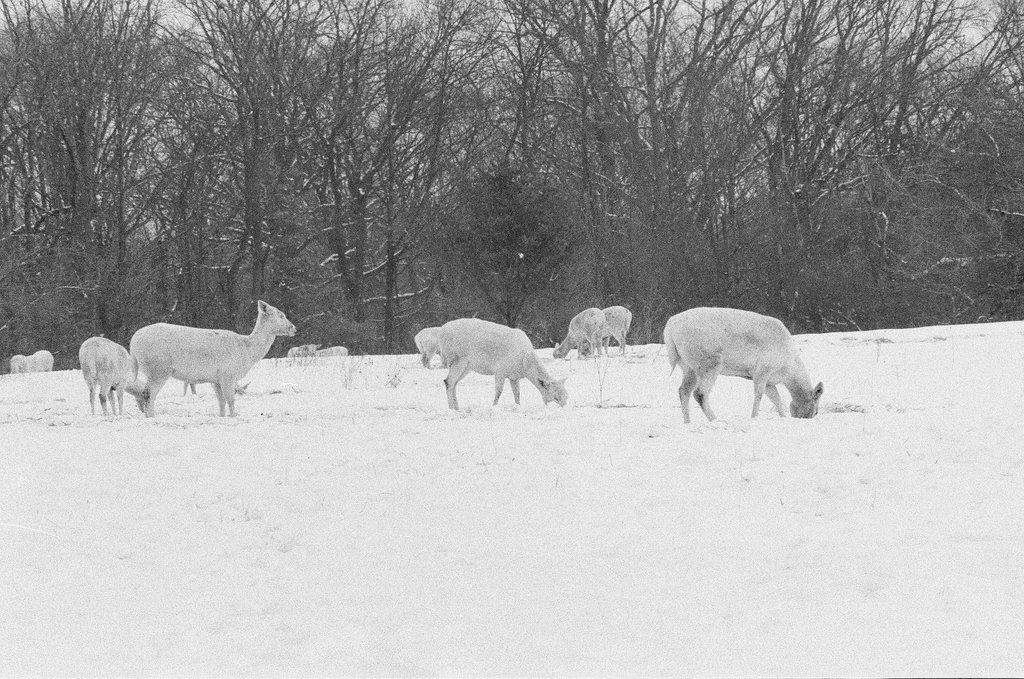 White deer at Argonne National Laboratory - Gene Pesek for Chicago Sun-Times