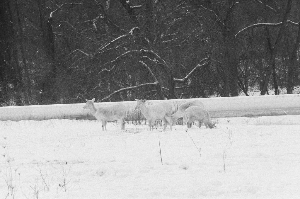 White deer at Argonne National Laboratory - Gene Pesek for Chicago Sun-Times