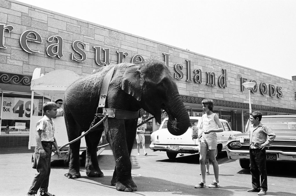 Circus animals and posters - Chicago Sun-Times