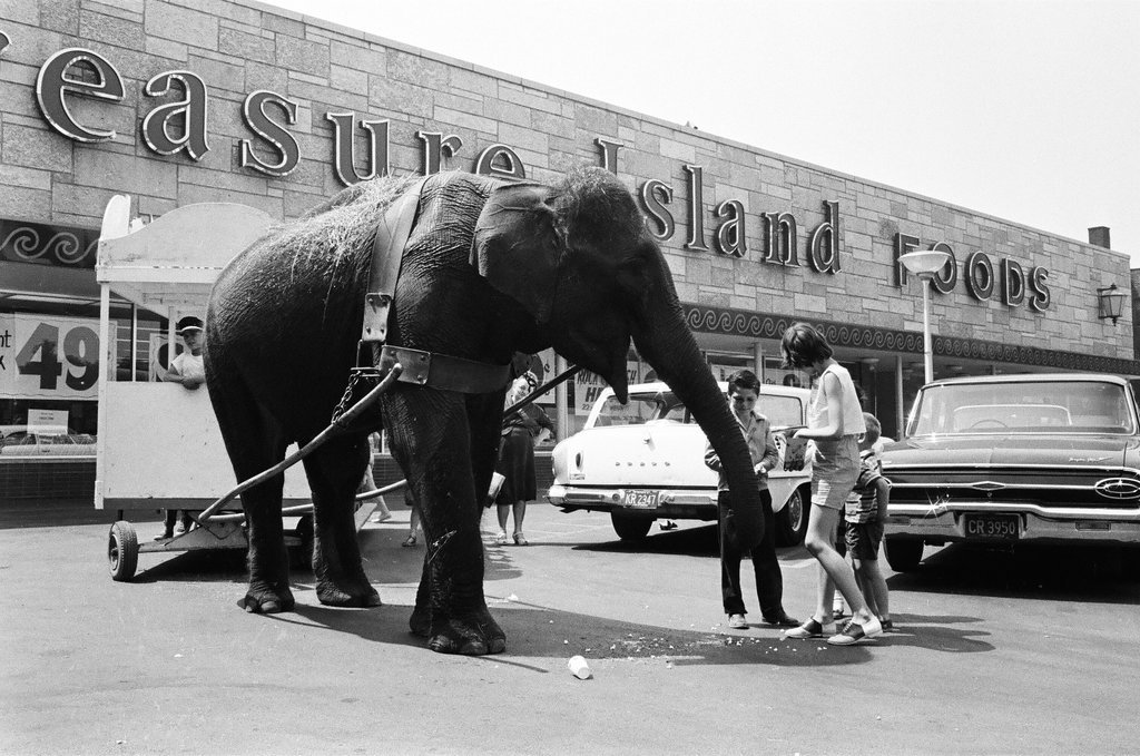 Circus animals and posters - Chicago Sun-Times