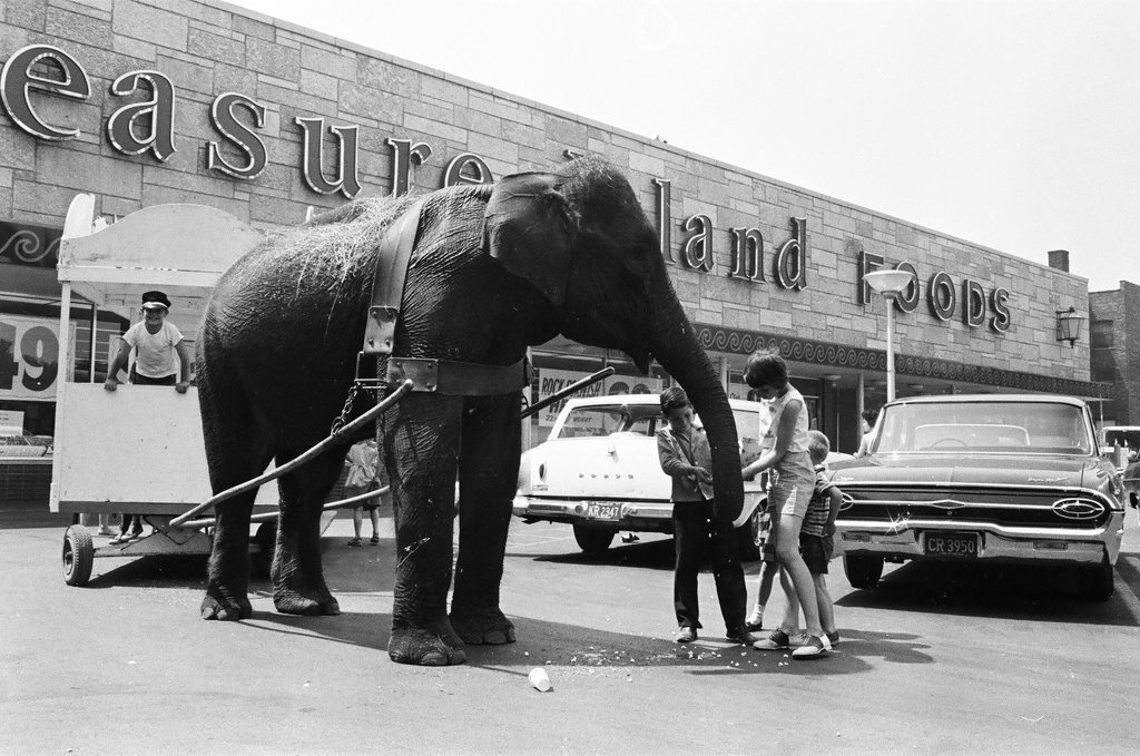 Circus animals and posters - Chicago Sun-Times