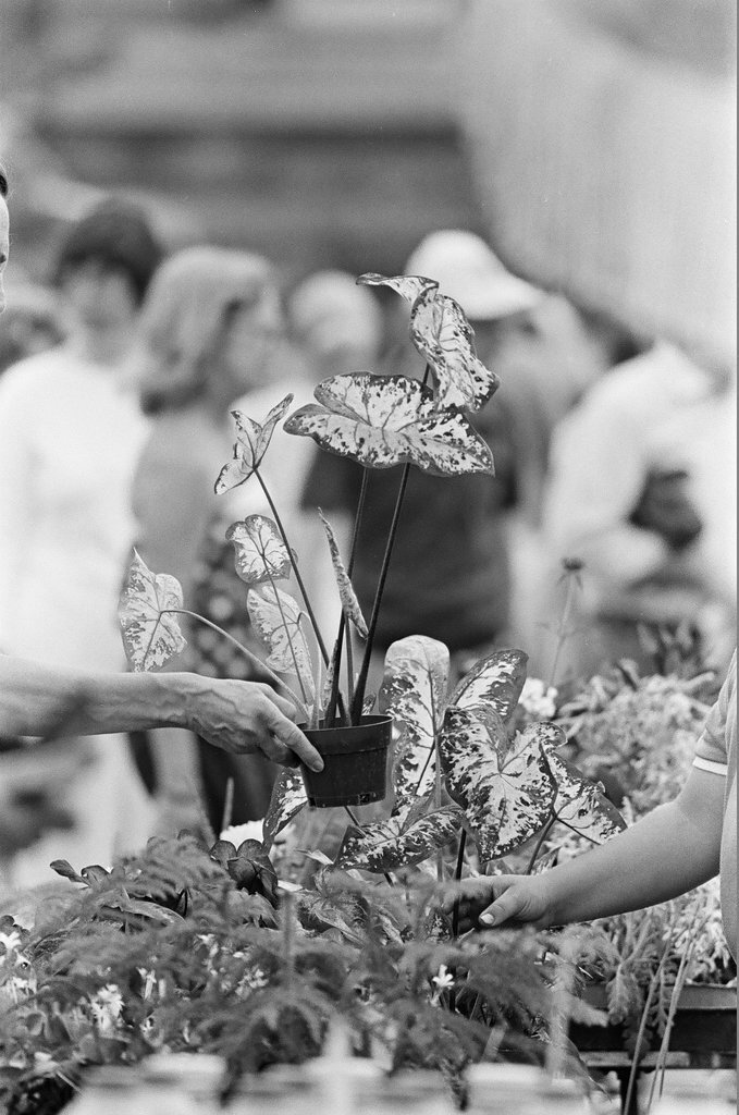 Farmer's Market in Lincoln Park - Richard Derk for Chicago Sun-Times