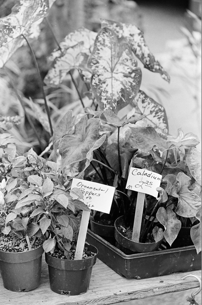 Farmer's Market in Lincoln Park - Richard Derk for Chicago Sun-Times