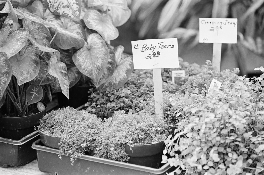 Farmer's Market in Lincoln Park - Richard Derk for Chicago Sun-Times