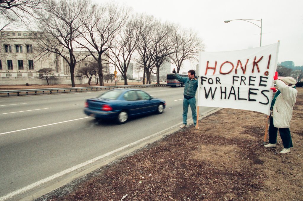 Chicago Animal Rights Coalition protest at Shedd Aquarium - Robert A. Davis for Chicago Sun-Times