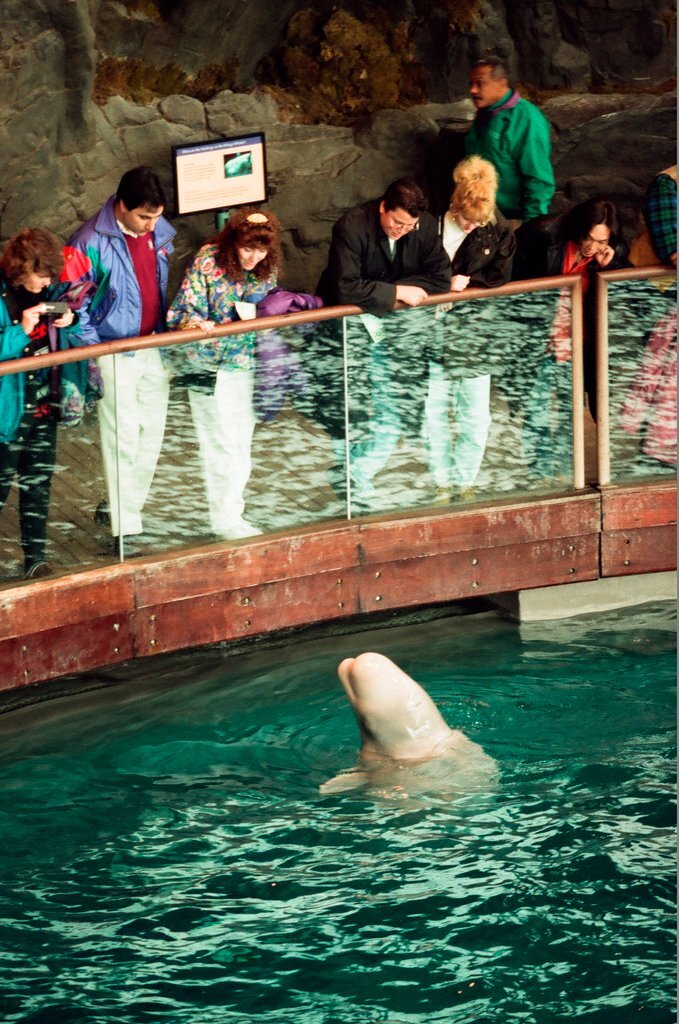 Chicago Animal Rights Coalition protest at Shedd Aquarium - Robert A. Davis for Chicago Sun-Times