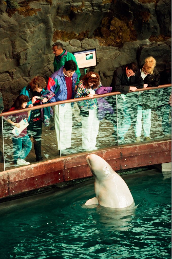 Chicago Animal Rights Coalition protest at Shedd Aquarium - Robert A. Davis for Chicago Sun-Times