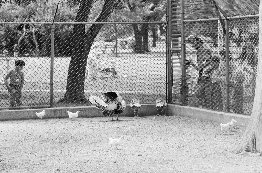 Scenes around West Rogers Park neighborhood - Fred Stein for Chicago Daily News