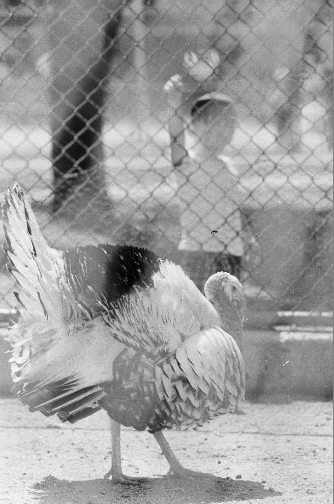 Scenes around West Rogers Park neighborhood - Fred Stein for Chicago Daily News