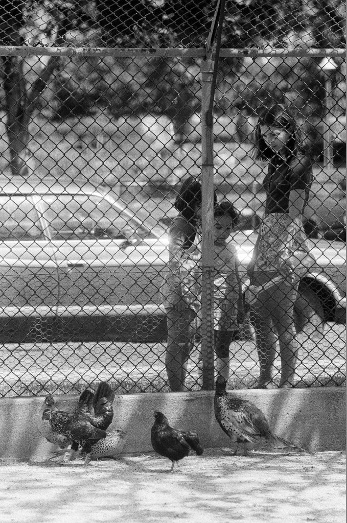 Scenes around West Rogers Park neighborhood - Fred Stein for Chicago Daily News
