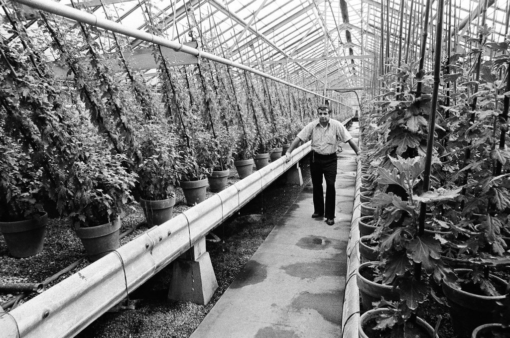 Employees of Garfield Park Conservatory - Chicago Sun-Times