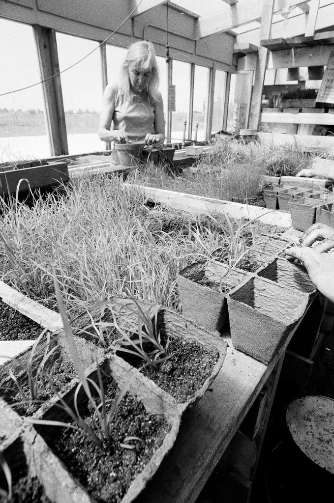 People planting prairie grasses - Chicago Sun-Times