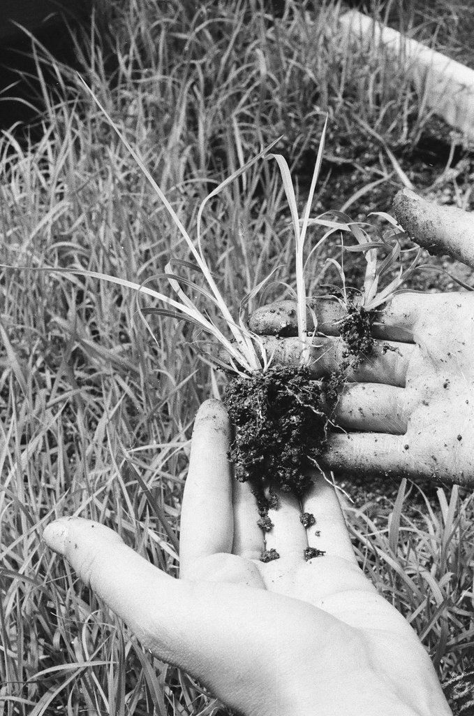 People planting prairie grasses - Chicago Sun-Times