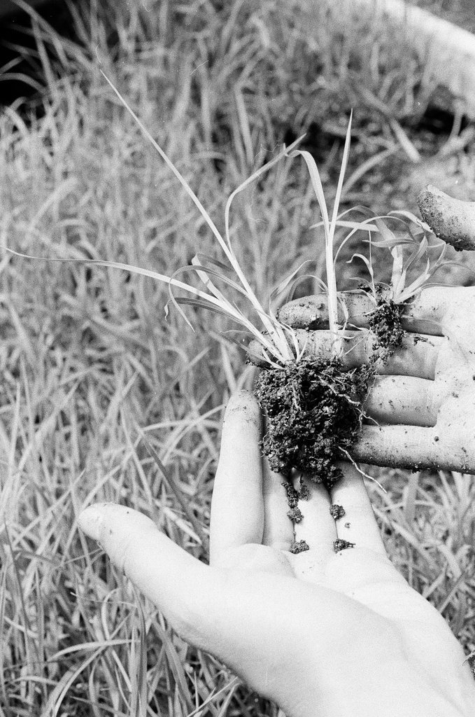 People planting prairie grasses - Chicago Sun-Times
