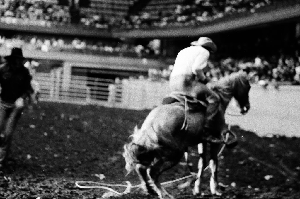 Black cowboys participate in rodeo at the International Amphitheatre - Howard D. Simmons for Chicago Sun-Times