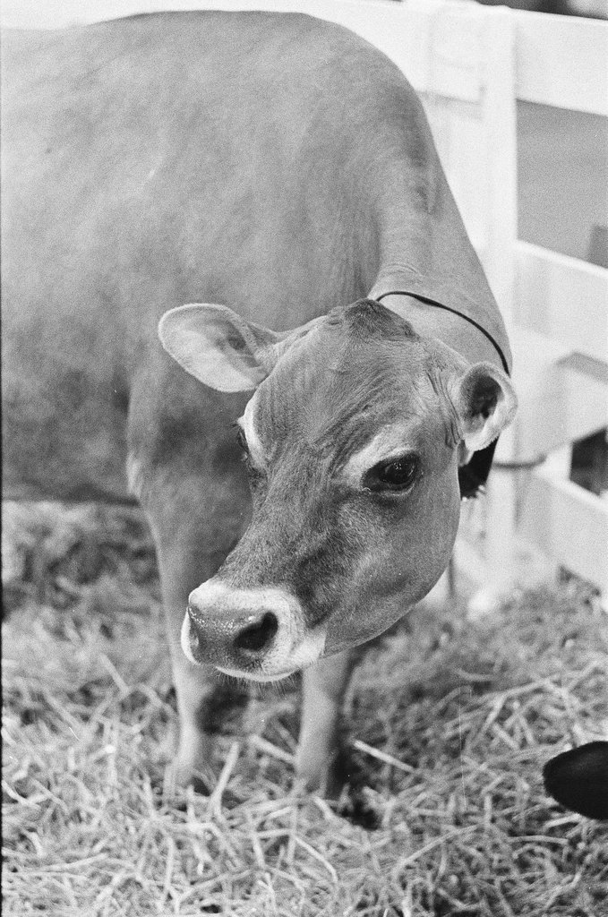 Rodeo at Country Fair - Martha Hartnett for Chicago Sun-Times