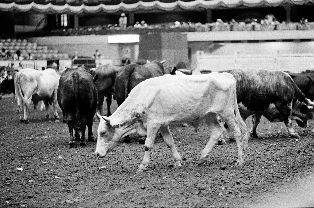Rodeo at Country Fair - Martha Hartnett for Chicago Sun-Times