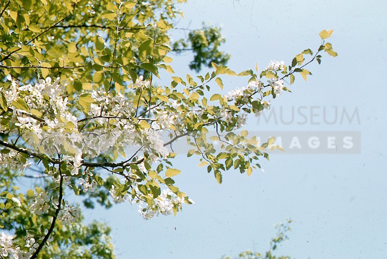 Flowering white dogwood - Maier, Vivian