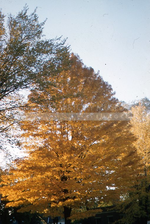 Gold autumn tree - Maier, Vivian