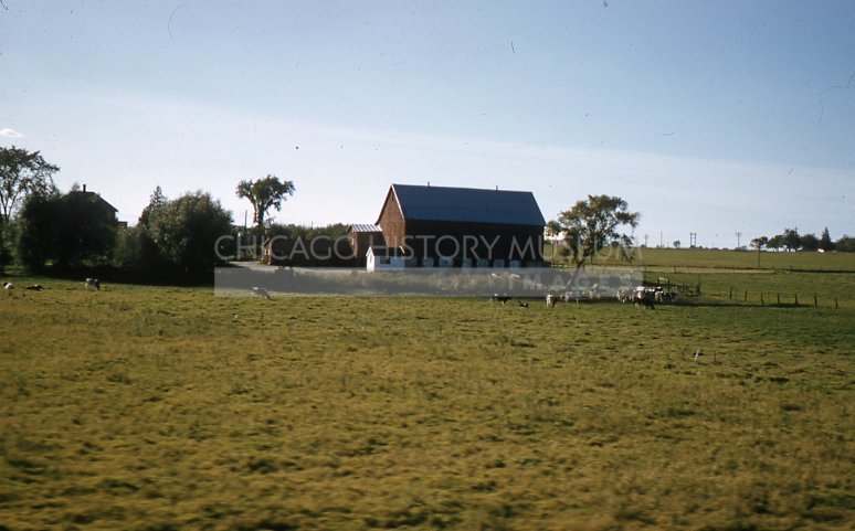 Cows grazing - Maier, Vivian