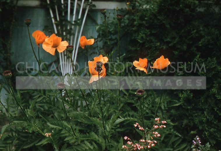 Orange poppies - Maier, Vivian
