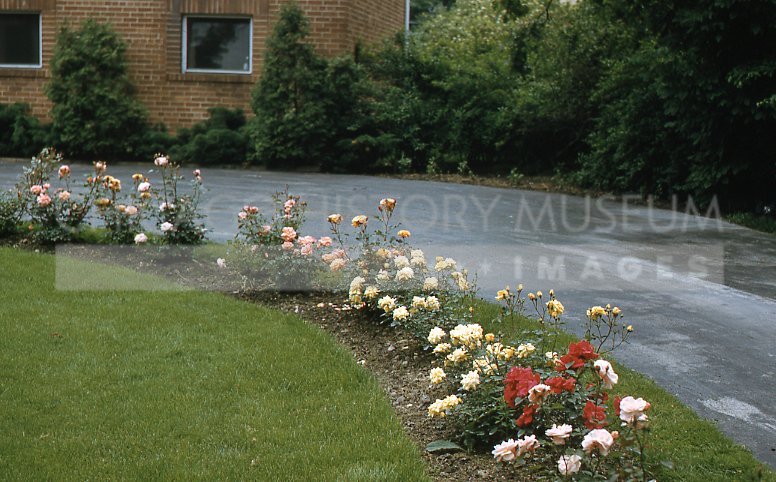 Multi-colored roses blooming - Maier, Vivian