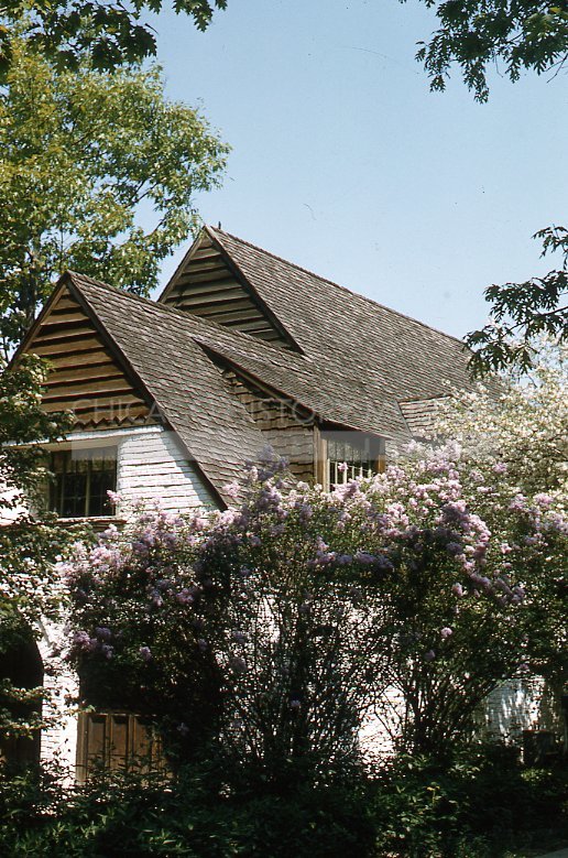 Lilac bush - Maier, Vivian