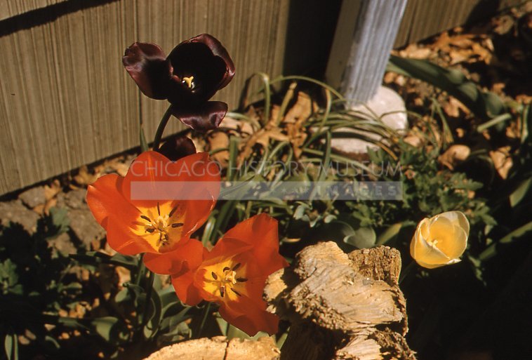 Tulips in bloom - Maier, Vivian