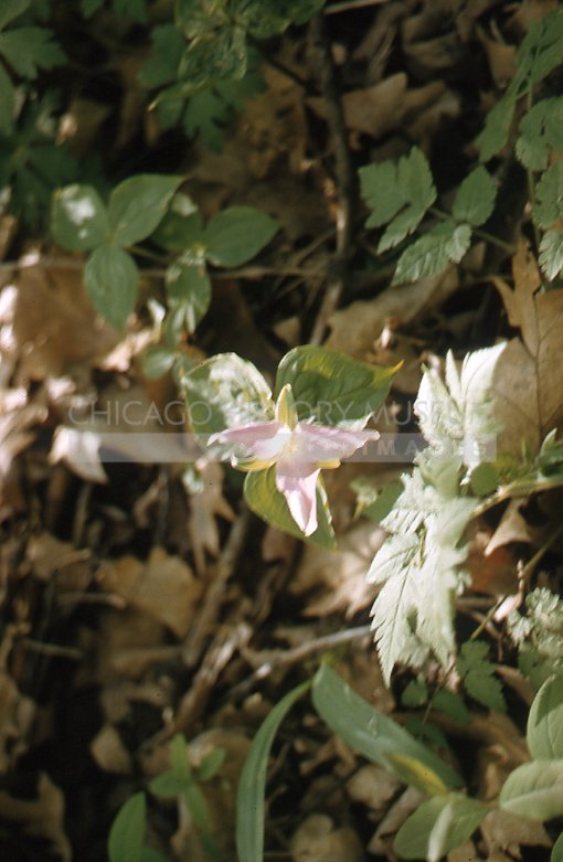 Trillium - Maier, Vivian