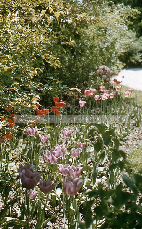 Pink and red tulips - Maier, Vivian