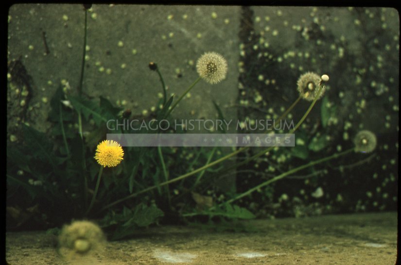 Dandelion flowers - Maier, Vivian