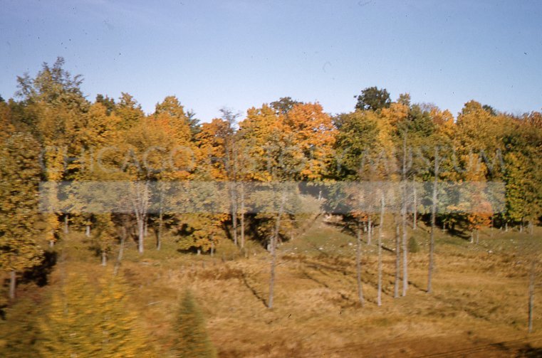 Autumn trees - Maier, Vivian