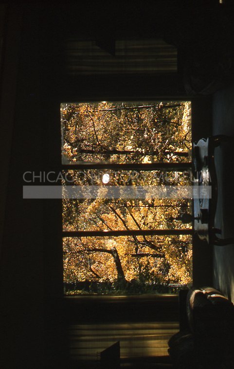 Autumn scene from inside - Maier, Vivian