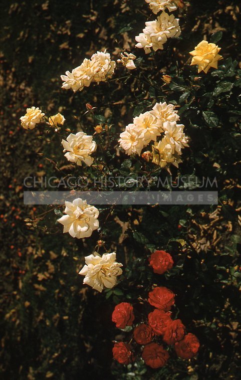 Roses - Maier, Vivian