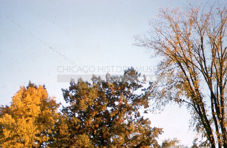 Golden autumn tree - Maier, Vivian