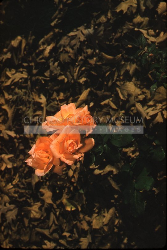 Orange roses - Maier, Vivian