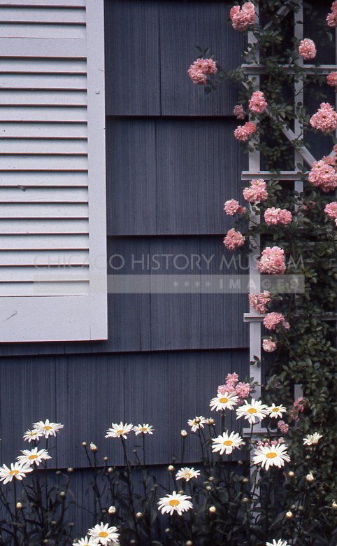 Pink roses on a trellis - Maier, Vivian