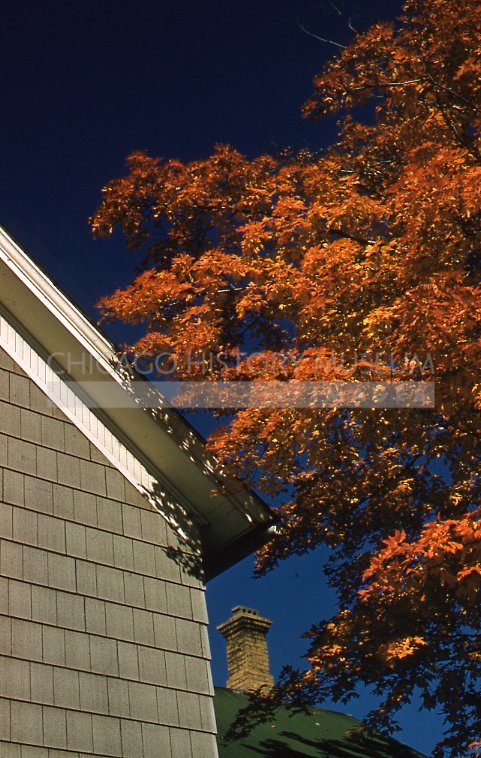 Golden autumn tree - Maier, Vivian