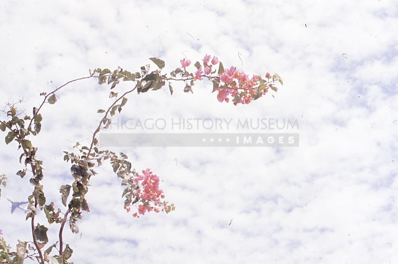 Branch with pink flowers - Maier, Vivian